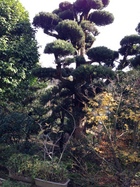 庭木【ラカンマキ】　幹周り/約1.17ｍ・高さ/約7.00ｍ　YS-118