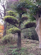 庭木(犬槇)　幹周り/約1.01ｍ・高さ/約6.00ｍ　YU-122