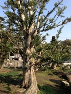 庭木(犬槇)　幹周り/約1.75ｍ・高さ/約4.70ｍ　YZ-016